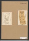 Berkeleya parasitica (Griff.) Grun. (de-Toni-Nr.: Genus 21, Species 1235) Zeichnungen Sammlung Grunow Nr. 2375 (NHMW-BOT-W0369509)